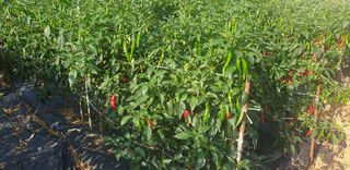 이종록님의 고추 · 일상 작성글 사진