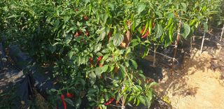 이종록님의 고추 · 일상 작성글 사진