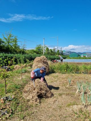 늘푸른 농장주님의 기타작물 · 영농일지 작성글 사진