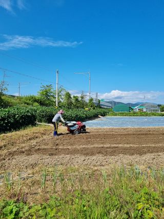 늘푸른 농장주님의 기타작물 · 영농일지 작성글 사진