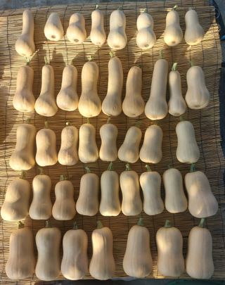 알 수 없음님의 호박 · 영농일지 작성글 사진