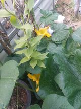 팜모닝 호박·영농일지 게시글 이미지