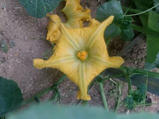 알 수 없음님의 호박 · 영농일지 작성글 사진