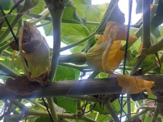 알 수 없음님의 호박 · 영농일지 작성글 사진