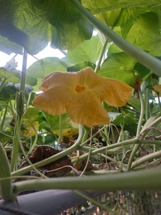 알 수 없음님의 호박 · 영농일지 작성글 사진