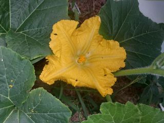 알 수 없음님의 호박 · 영농일지 작성글 사진