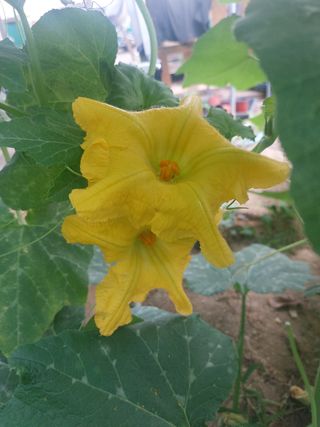 알 수 없음님의 호박 · 영농일지 작성글 사진