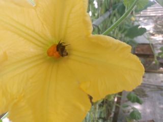 알 수 없음님의 호박 · 영농일지 작성글 사진