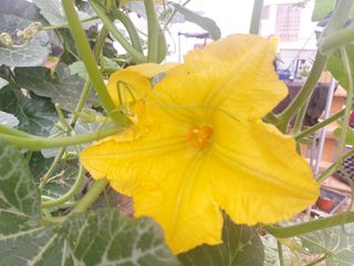 알 수 없음님의 호박 · 영농일지 작성글 사진