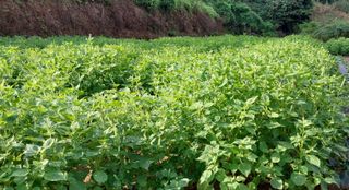 840574나님의 9월 내 작물 자랑하기 · 참여글 작성글 사진