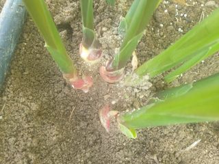 지대식님의 기타작물 · 자유게시판 작성글 사진