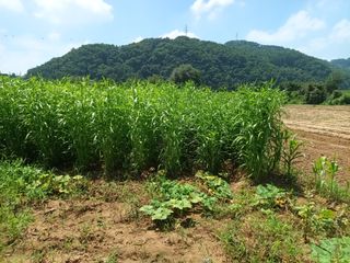 P87님의 9월 내 작물 자랑하기 · 참여글 작성글 사진