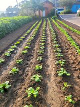 팜모닝 배추·영농일지 게시글 이미지