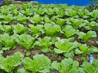 오숙님의 배추 · 일상 작성글 사진