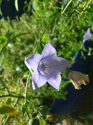 오숙님의 배추 · 일상 작성글 사진