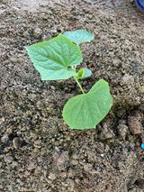 팜모닝 오이·자유게시판 게시글 이미지