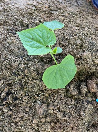 조성윤님의 오이 · 자유게시판 작성글 사진