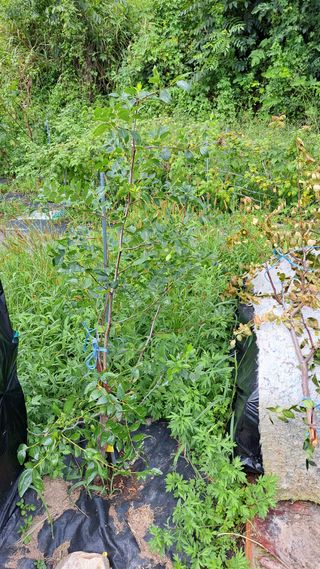 주윤발이님의 자유주제 · 자유게시판 작성글 사진
