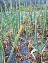 팜모닝 파·병해충상담 게시글 이미지