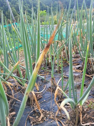 김제천52생충북영동님의 파 · 병해충상담 작성글 사진