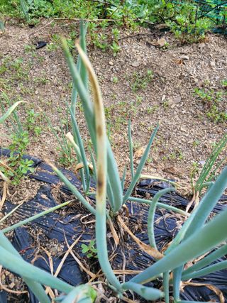 김제천52생충북영동님의 파 · 병해충상담 작성글 사진