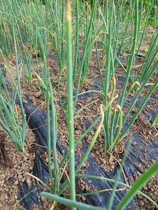 김제천52생충북영동님의 파 · 병해충상담 작성글 사진