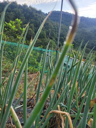 김제천52생충북영동님의 파 · 병해충상담 작성글 사진