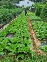 팜모닝 9월 내 작물 자랑하기·참여글 게시글 이미지