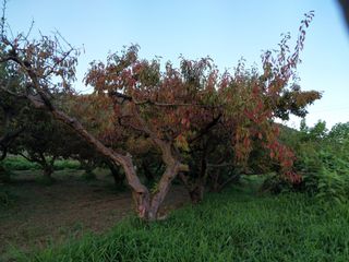 김은익님의 자두 · 병해충상담 작성글 사진