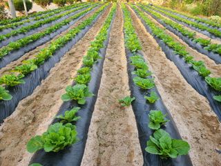 잿고개님의 9월 내 작물 자랑하기 · 참여글 작성글 사진