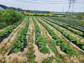 파더곰님의 콩 · 영농일지 작성글 사진