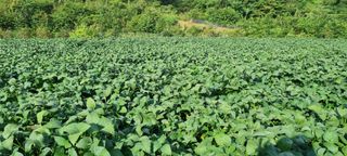 정효순님의 콩 · 자유게시판 작성글 사진