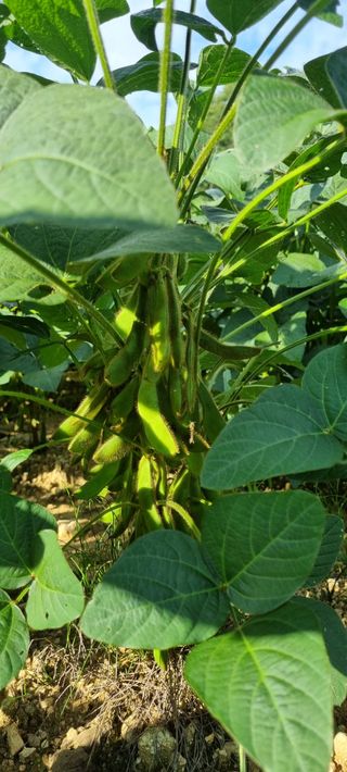 정효순님의 콩 · 자유게시판 작성글 사진