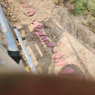 박은정님의 고구마 · 영농일지 작성글 사진