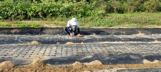 정효순님의 마늘 · 일상 작성글 사진