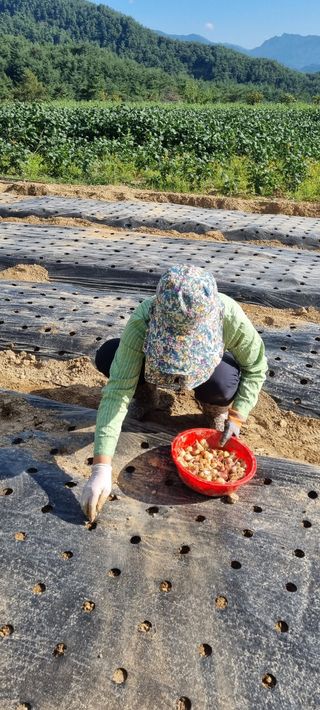 정효순님의 마늘 · 일상 작성글 사진