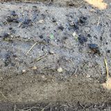 팜모닝 고구마·영농일지 게시글 이미지