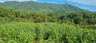 정효순님의 들깨 · 자유게시판 작성글 사진