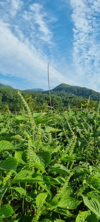 정효순님의 들깨 · 자유게시판 작성글 사진