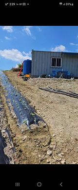 팜모닝 배추·파종•정식 게시글 이미지