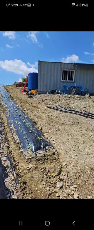 박현주님의 배추 · 파종•정식 작성글 사진