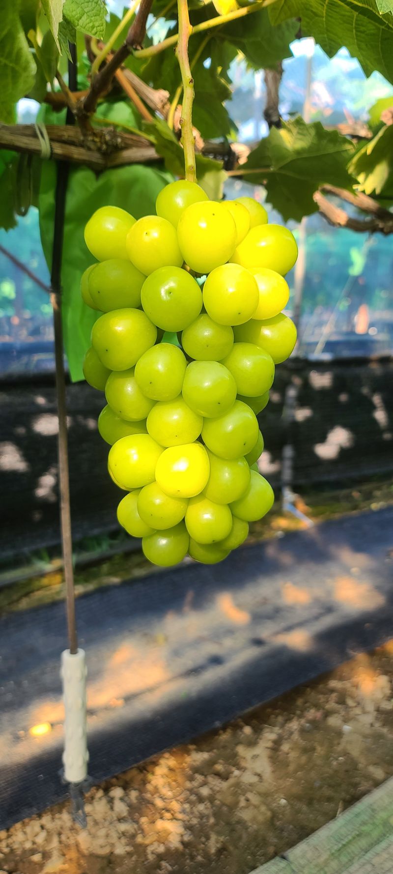 해뜰참님의 장터 판매 상품 [샤인머스켓 2kg, 4kg] 첨부 사진