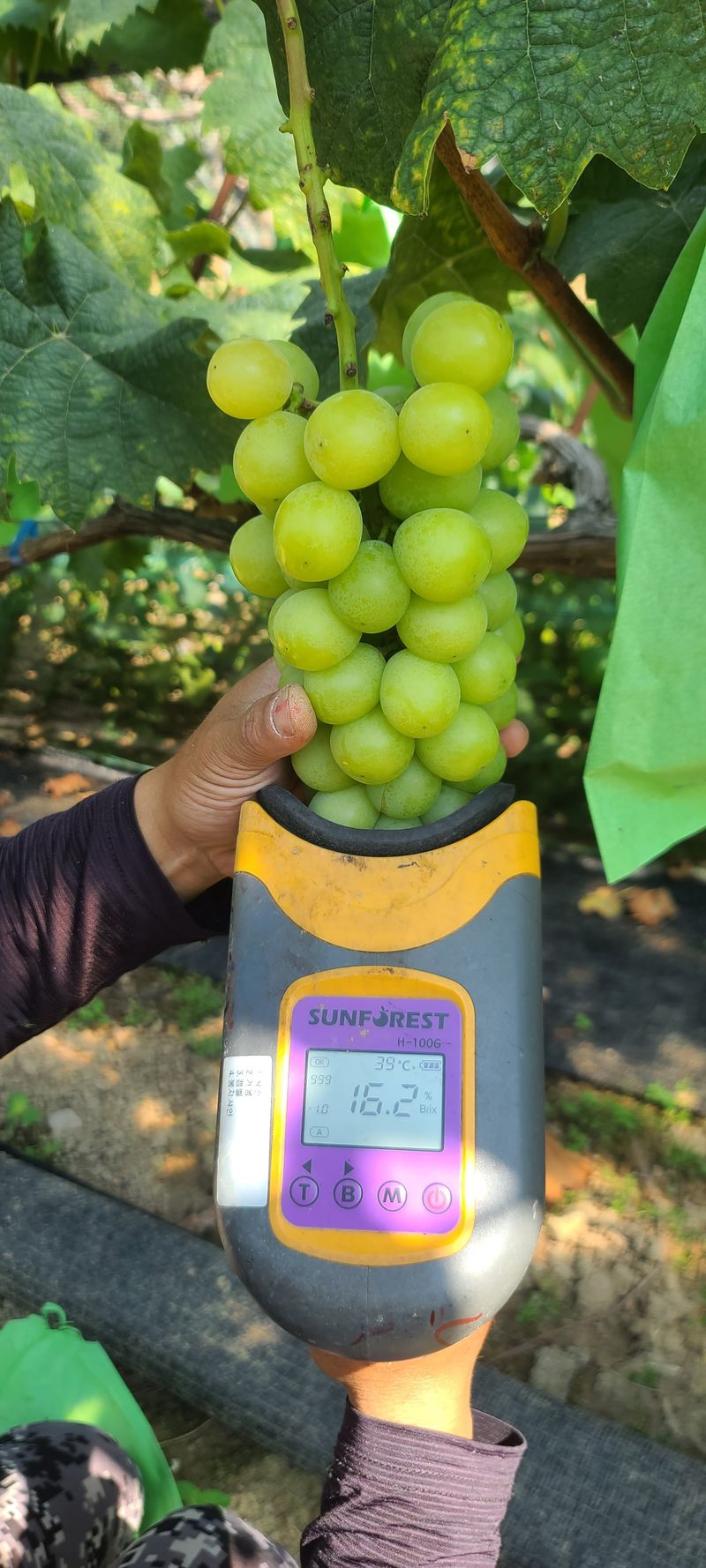 해뜰참님의 장터 판매 상품 [샤인머스켓 2kg, 4kg] 첨부 사진