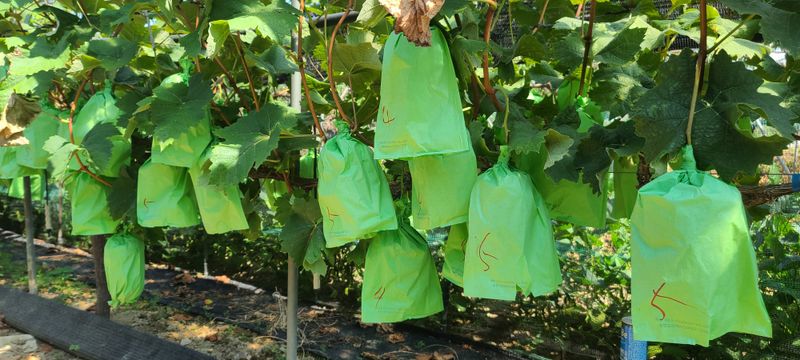 해뜰참님의 장터 판매 상품 [샤인머스켓 2kg, 4kg] 첨부 사진