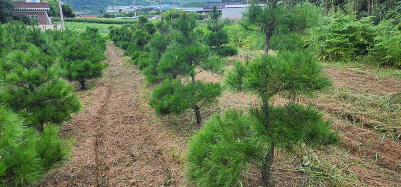 장터 상품 [조경 소나무 ] 썸네일