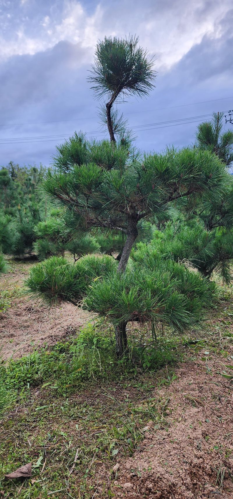 김우진님의 장터 판매 상품 [조경 소나무 ] 첨부 사진