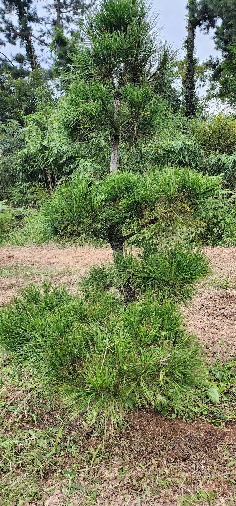 김우진님의 장터 판매 상품 [조경 소나무 ] 첨부 사진