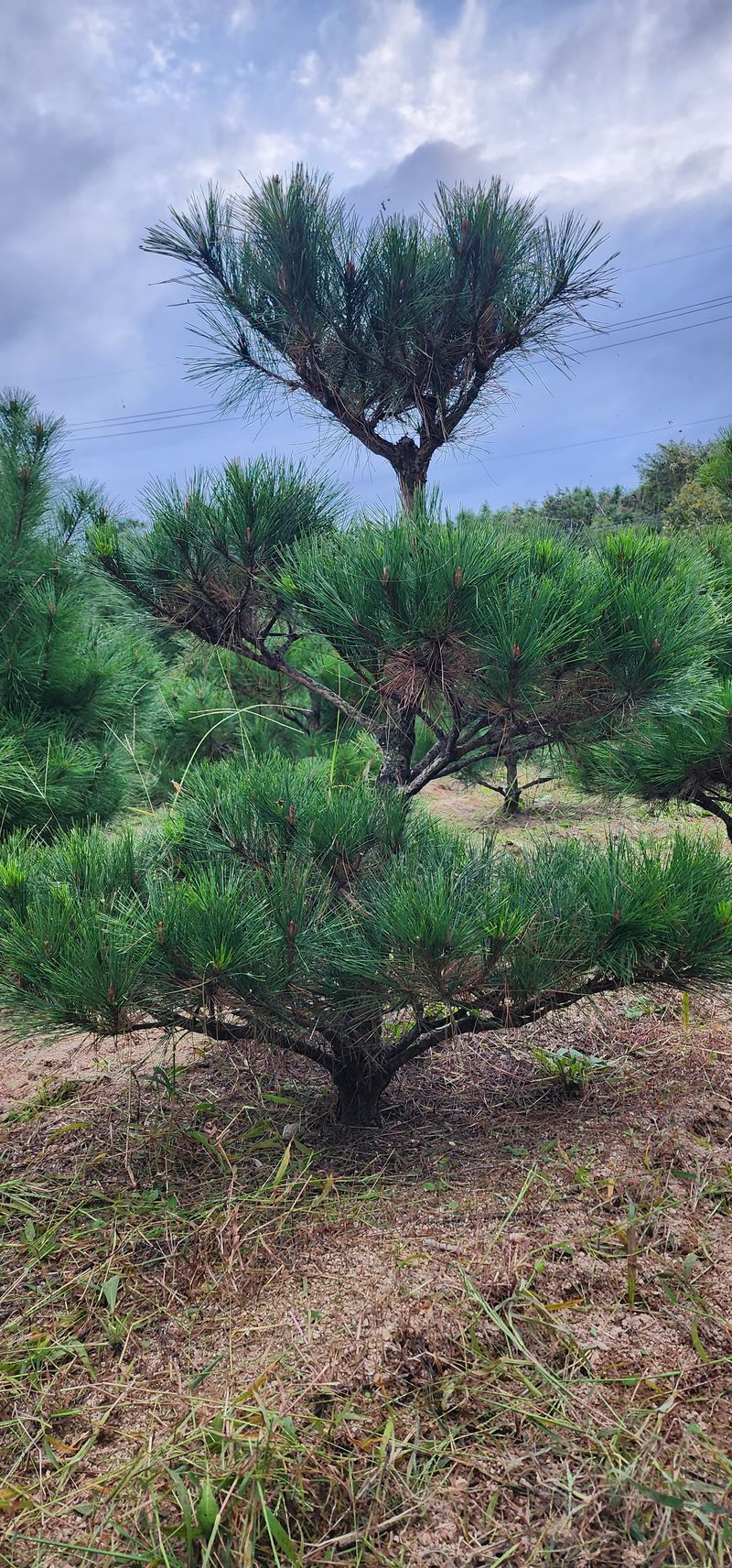 김우진님의 장터 판매 상품 [조경 소나무 ] 첨부 사진