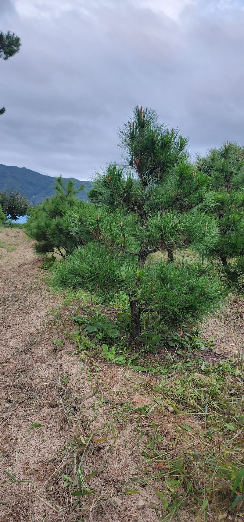 김우진님의 장터 판매 상품 [조경 소나무 ] 첨부 사진