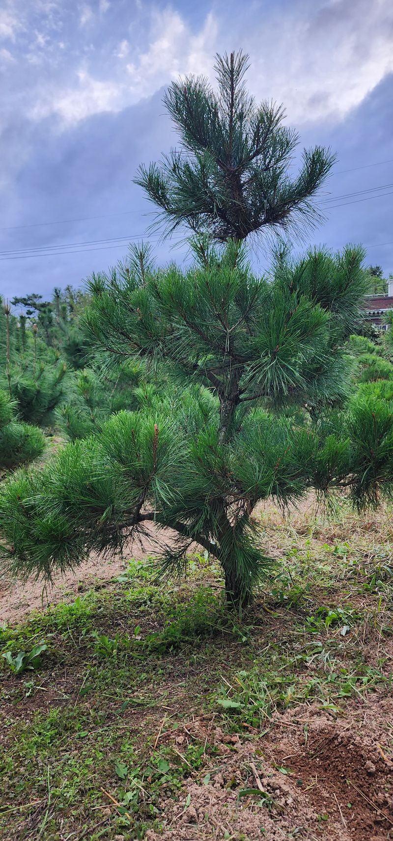 김우진님의 장터 판매 상품 [조경 소나무 ] 첨부 사진